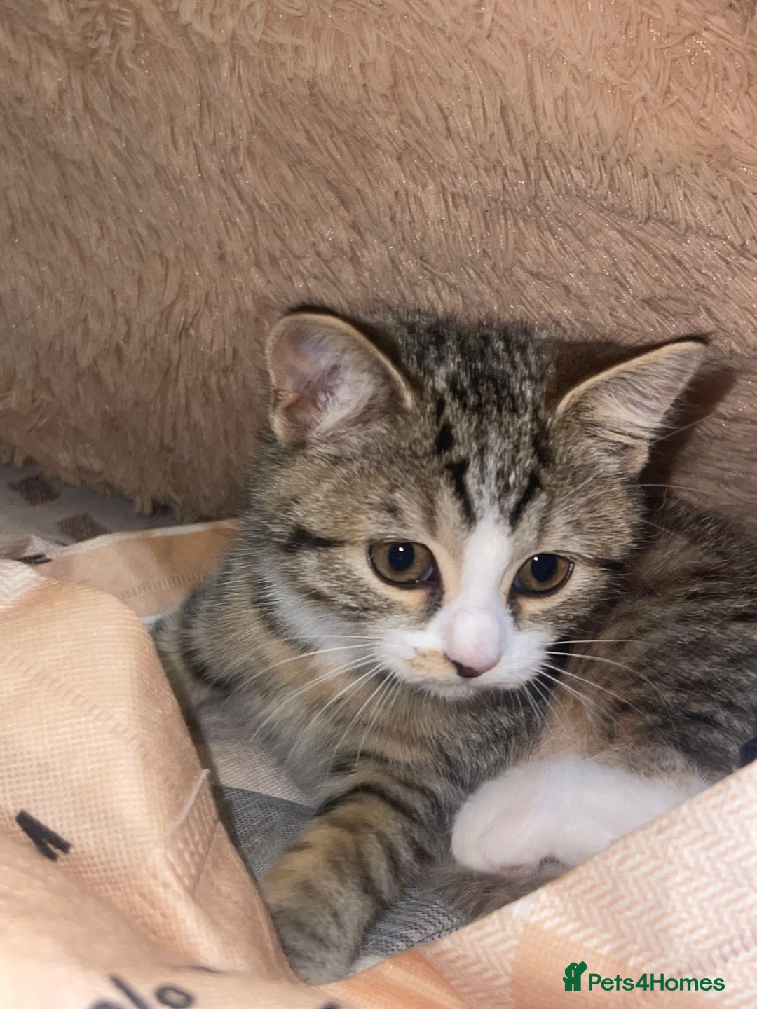 British Shorthair cats for sale: 3 Beautiful female kittens  - Image 9
