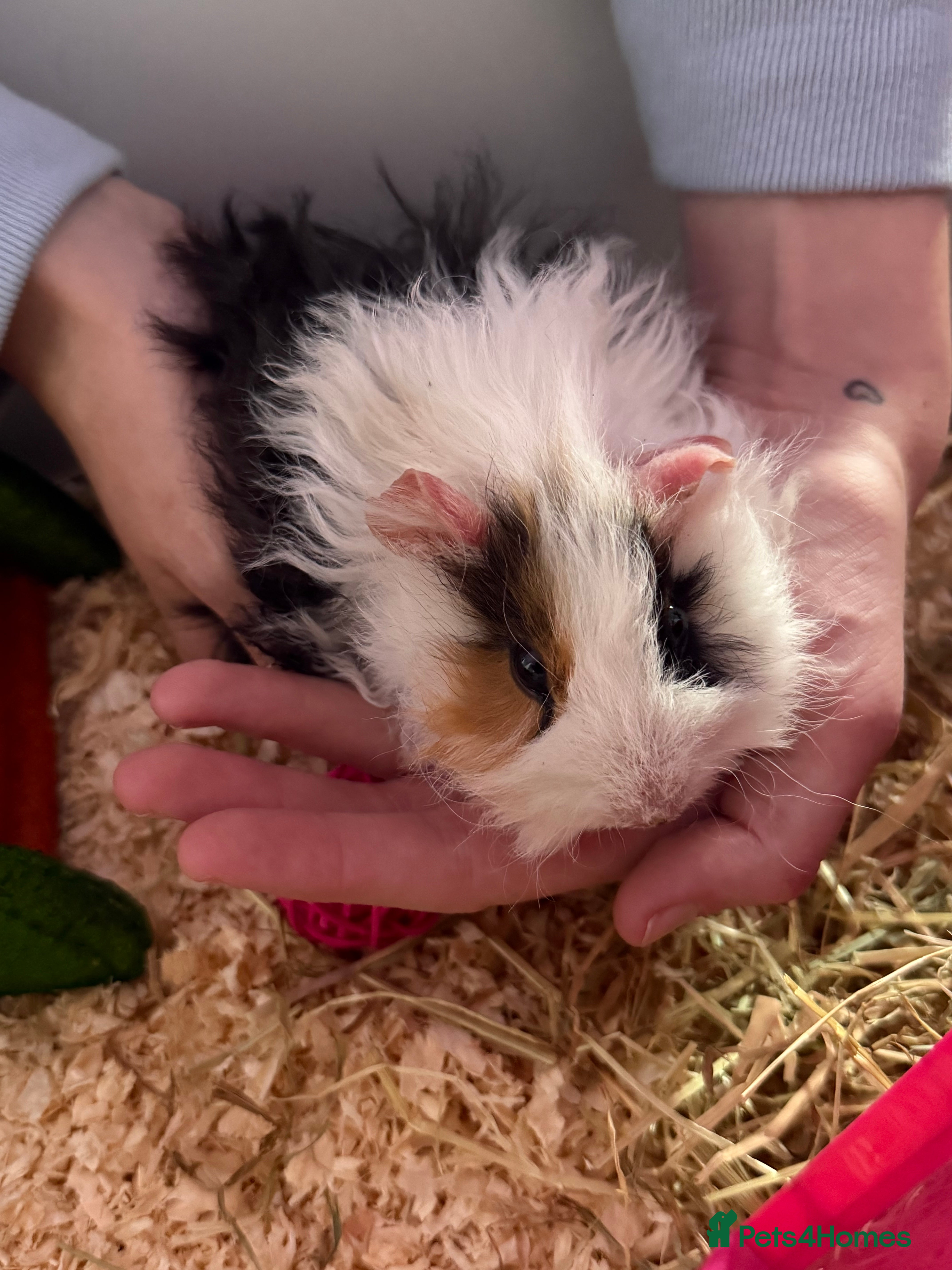 Guinea Pig rodents 2 male Guinea pigs  - Advert 6