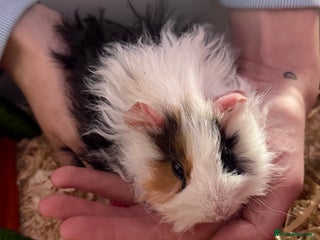 Guinea Pig rodents 2 male Guinea pigs - Advert 1