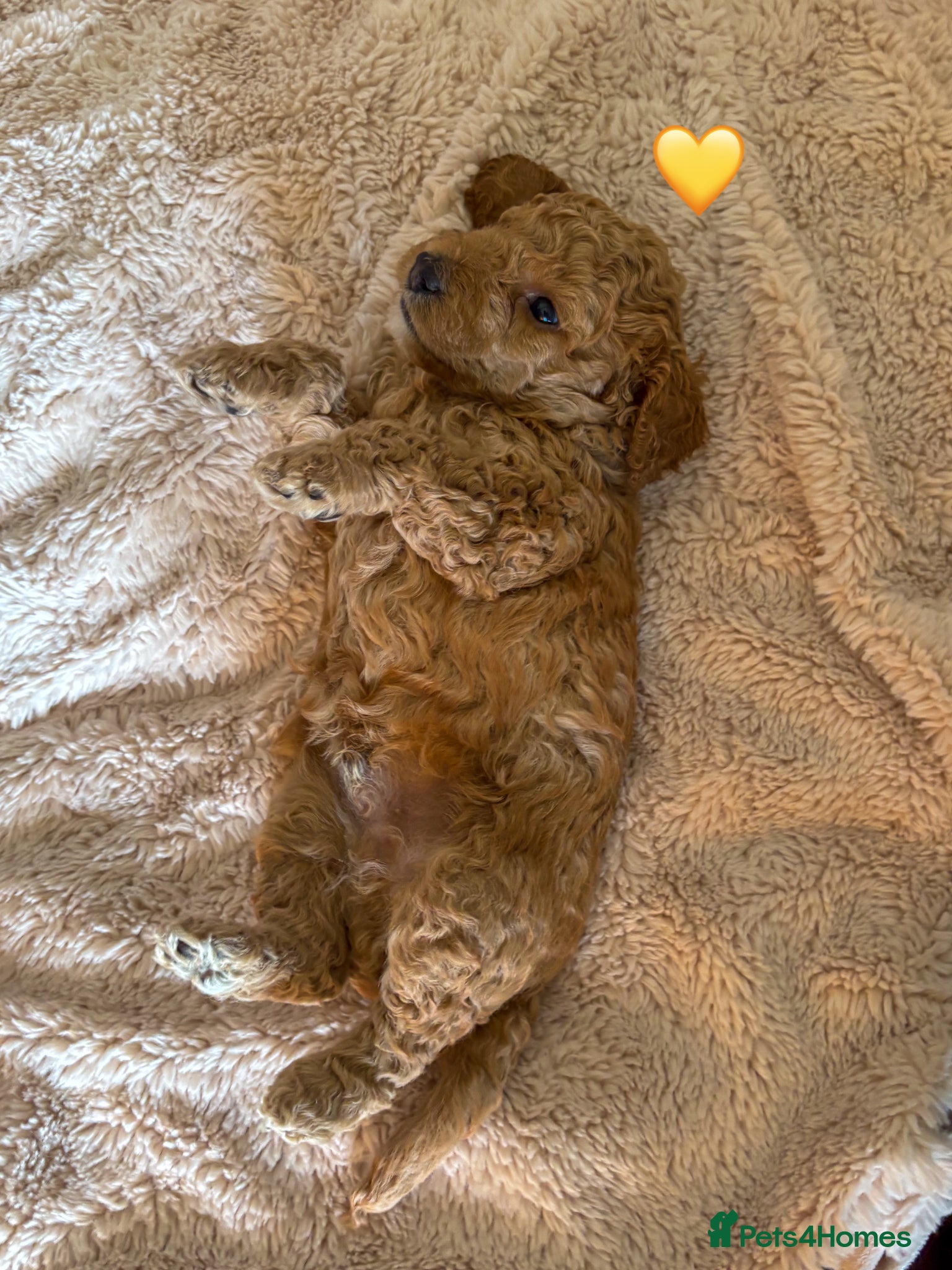 Labradoodle dogs for sale: Beautiful Australian Labradoodle Pups - Advert 11