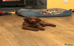 Irish Doodle dogs for sale: Irish doodles - Image 38