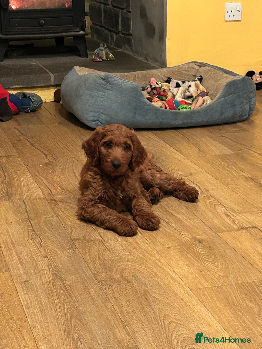 Irish Doodle dogs for sale: Irish doodles - Image 38