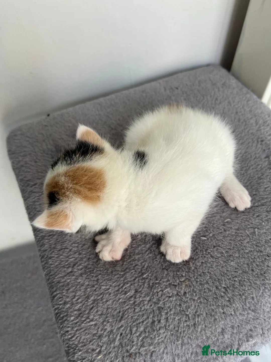 British Shorthair cats for sale: Kittens in Manchester - Advert 2