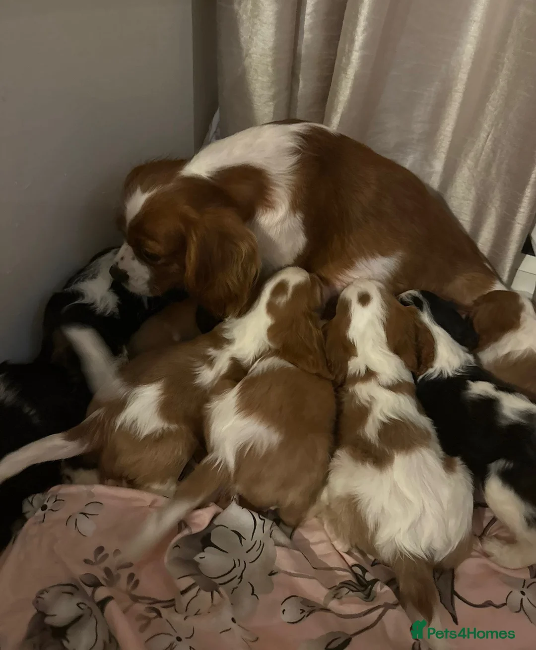 Cavalier King Charles Spaniel dogs for sale: ⭐️⭐️⭐️⭐️⭐️ King Charles cavalier puppy’s  - Advert 1