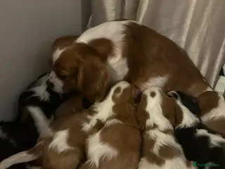 Cavalier King Charles Spaniel dogs ⭐️⭐️⭐️⭐️⭐️ King Charles cavalier puppy’s - Advert 1