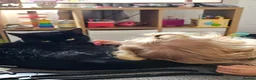 Mixed Breed cats for sale: Beautiful black cat - Advert 10