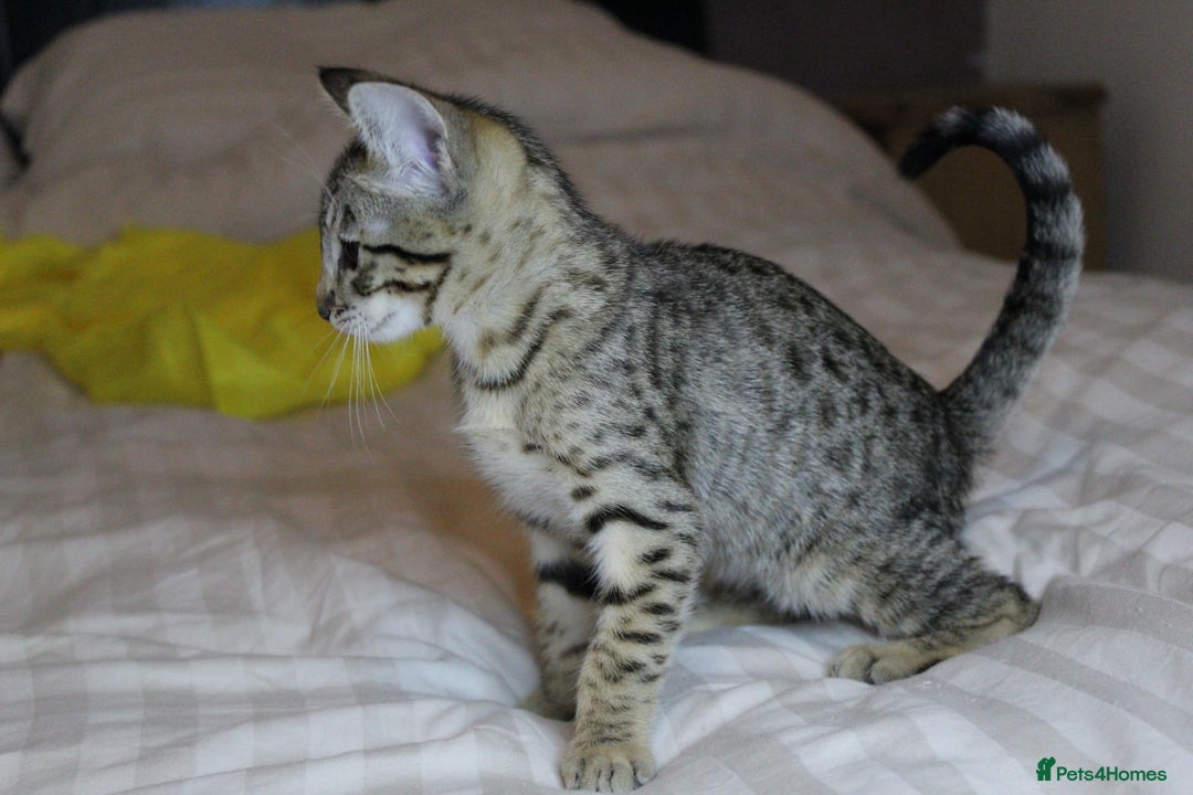 Savannah cats for sale: Stunning Davannah kittens - Advert 11
