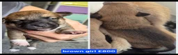 Jack Russell dogs for sale: Jack russell puppies in Emsworth - Advert 5