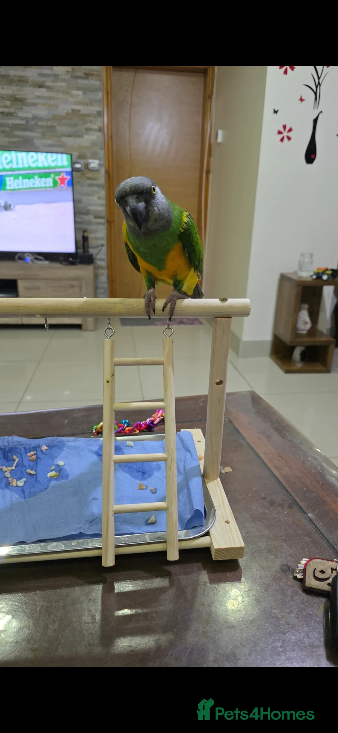 Parrots birds for sale: Senegal parrot - very tame - Advert 4