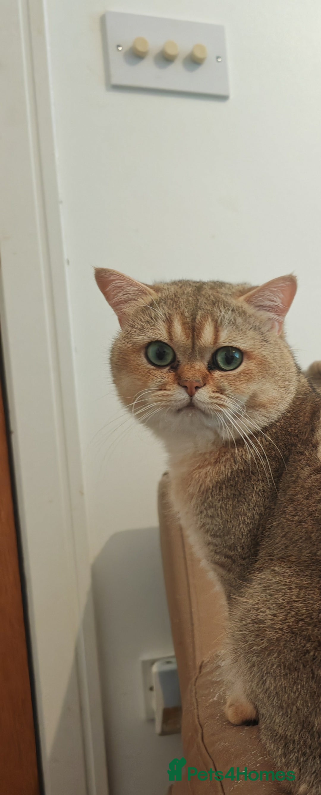 British Shorthair cats for sale: Pegidree adult loving British Shorthair for sake - Image 2