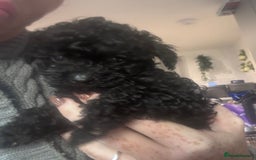 Yorkiepoo dogs for sale: 1 beautiful yorkiepoo ready to leave 🥰🥰 - Image 25