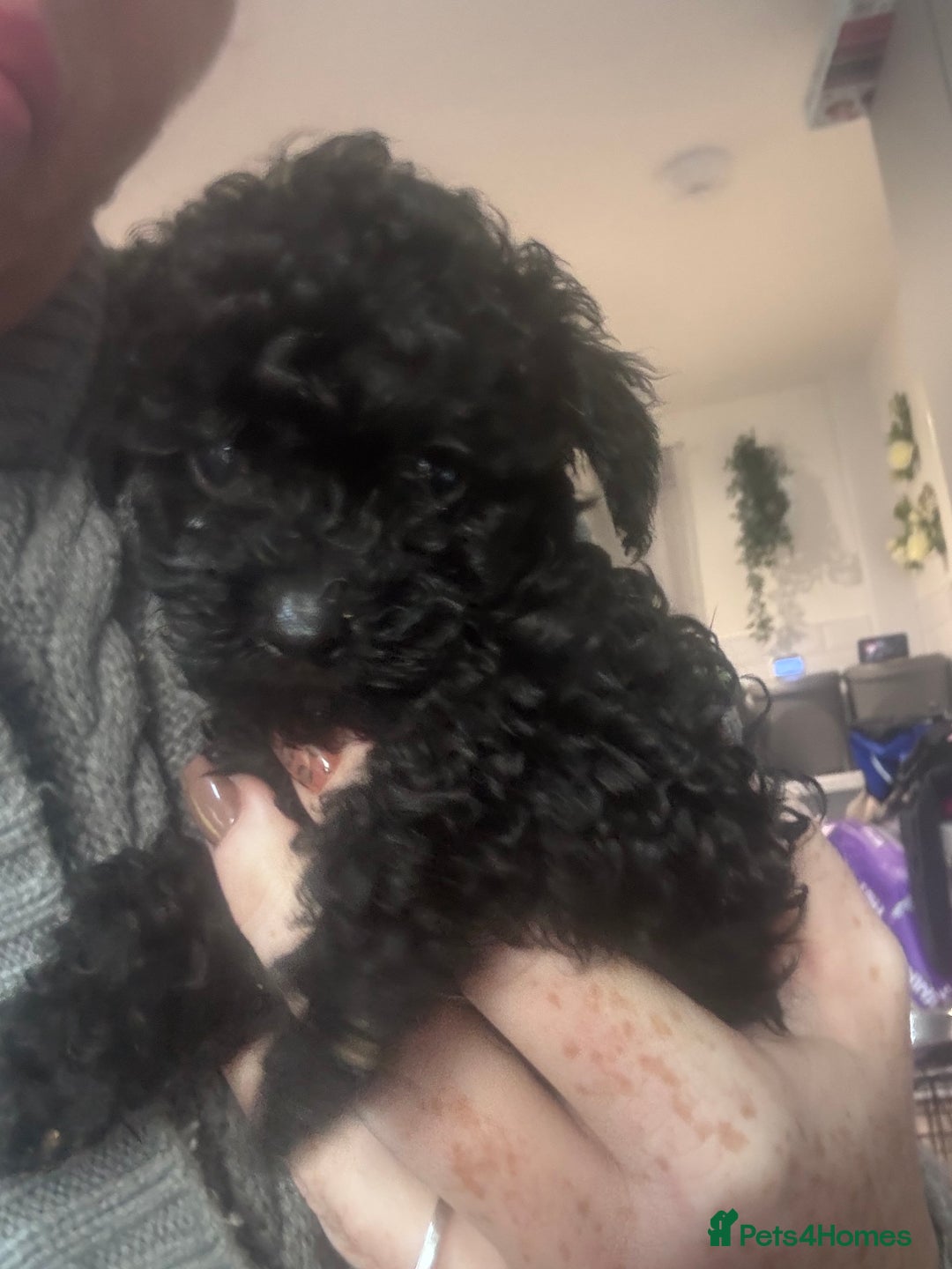Yorkiepoo dogs for sale: 1 beautiful yorkiepoo ready to leave 🥰🥰 - Image 25