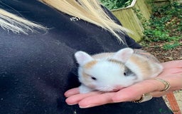 Mini Lion Lop rabbits for sale: Baby bunnies mini lion lops ready now  - Image 32