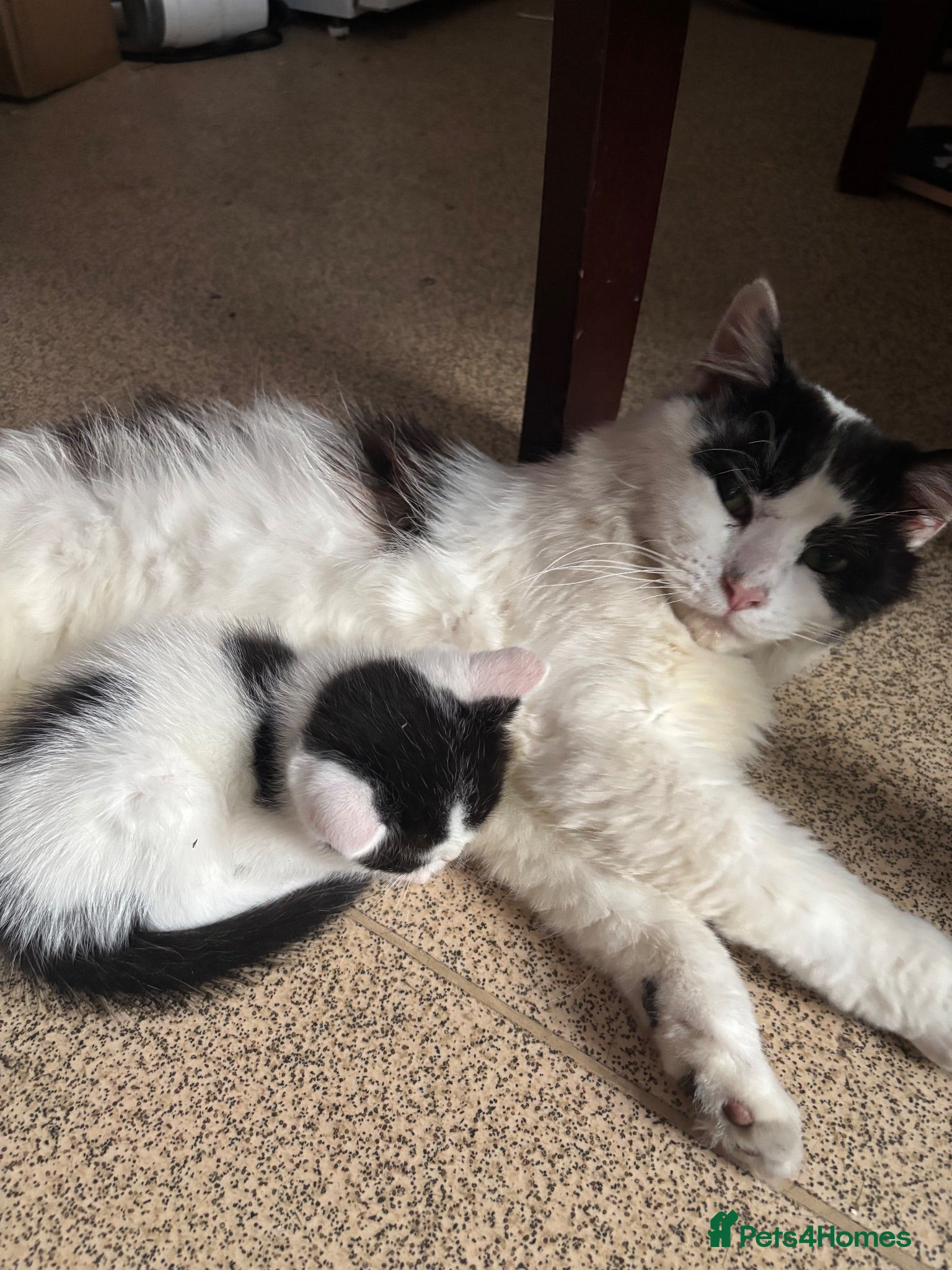 Domestic Shorthair cats Kittens - Advert 1