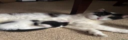 Domestic Shorthair cats for sale: Kittens - Advert 1