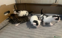 British Shorthair cats for sale: 4 adorable girl kittens  - Image 11