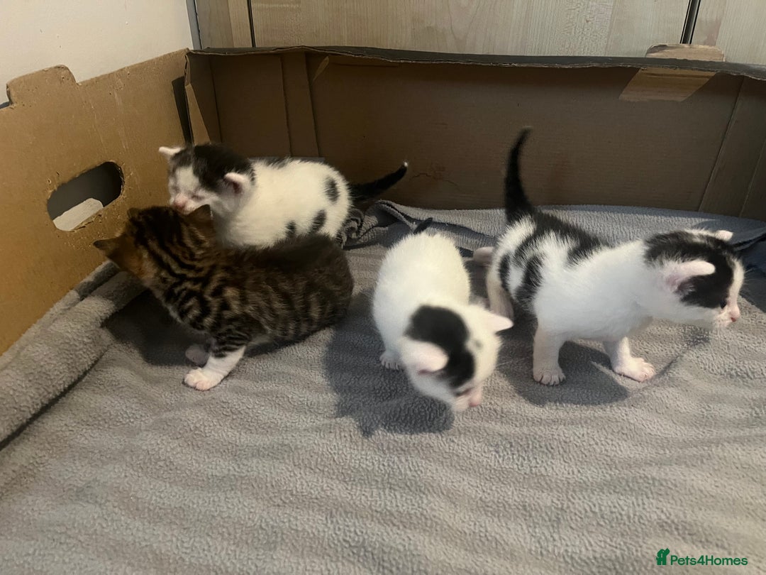 British Shorthair cats for sale: 4 adorable girl kittens  - Image 11