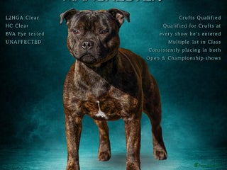 Staffordshire Bull Terrier dogs Crufts Qualified red and blue carrier stud - Advert 4