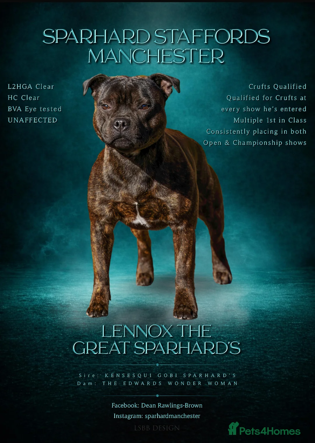 Staffordshire Bull Terrier dogs for stud: Crufts Qualified red and blue carrier stud  - Advert 1