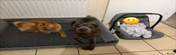 Shar Pei dogs for sale: Beautiful Bearcoat Shar Pei Female (5 yr old) - Advert 16