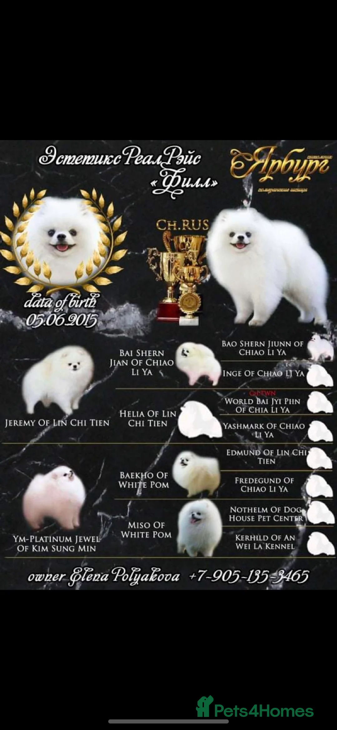 Pomeranian dogs for stud: Party Pom from famous chi tien lines  in Maesteg - Advert 5