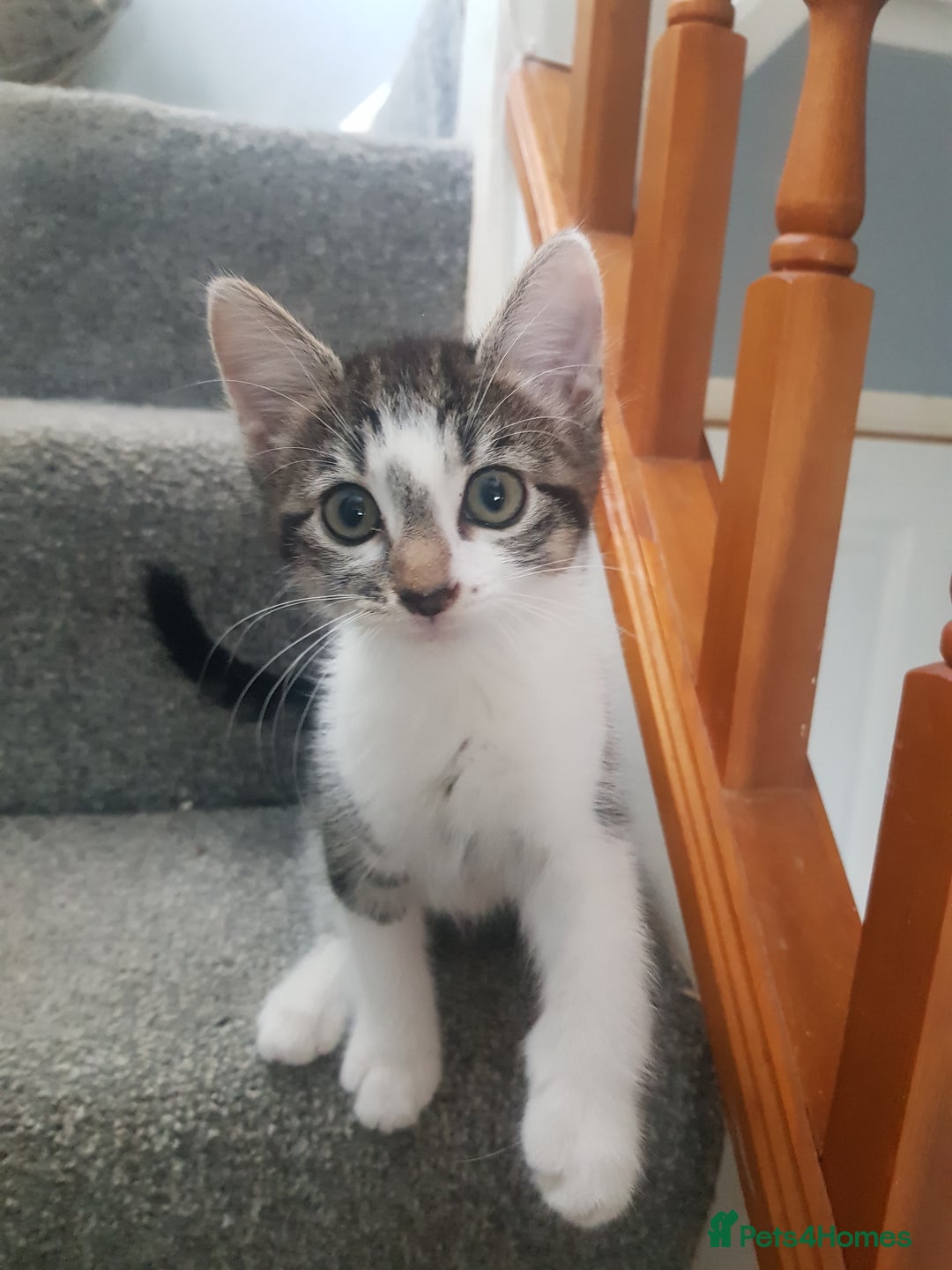 Mixed Breed cats for sale: Ragdoll cross maincoon kittens  - Image 19