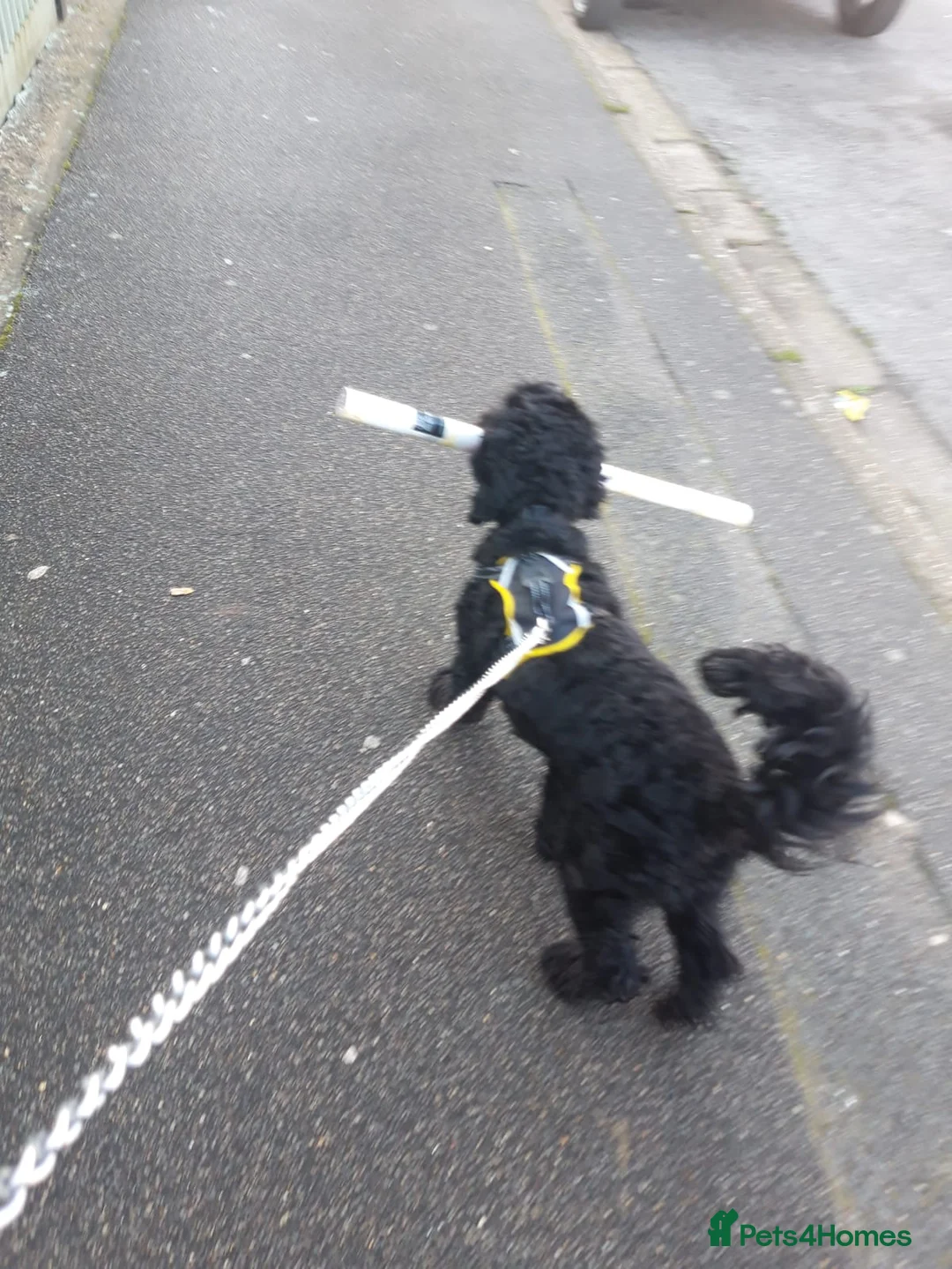 Cockapoo dogs for sale: This is rusty hes a loveable rouge  in Skegness - Advert 2