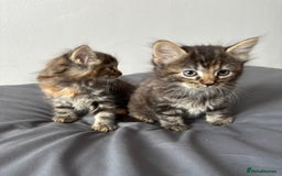 British Longhair cats for sale: 3 kittens looking for new home - Image 8