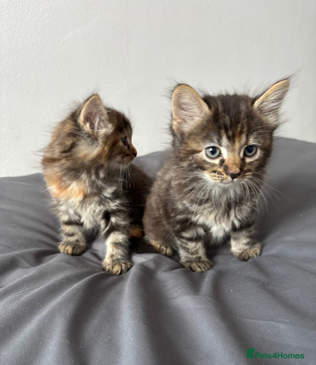 British Longhair cats for sale: 3 kittens looking for new home - Image 8