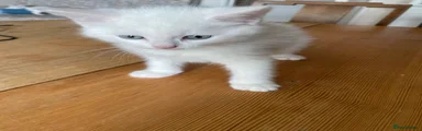 Mixed Breed Kitten 1