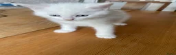 Mixed Breed cats for sale: White mixed breed kitten - Advert 4