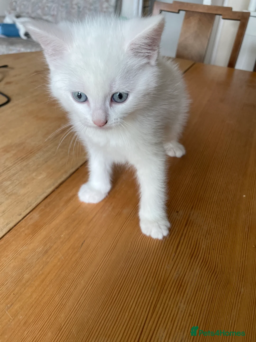 Mixed Breed cats for sale: White mixed breed kitten - Advert 4