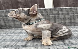 French Bulldog dogs for sale: French Bulldog Puppies with 3 Vaccines Included in Walton-on-Thames - Image 15