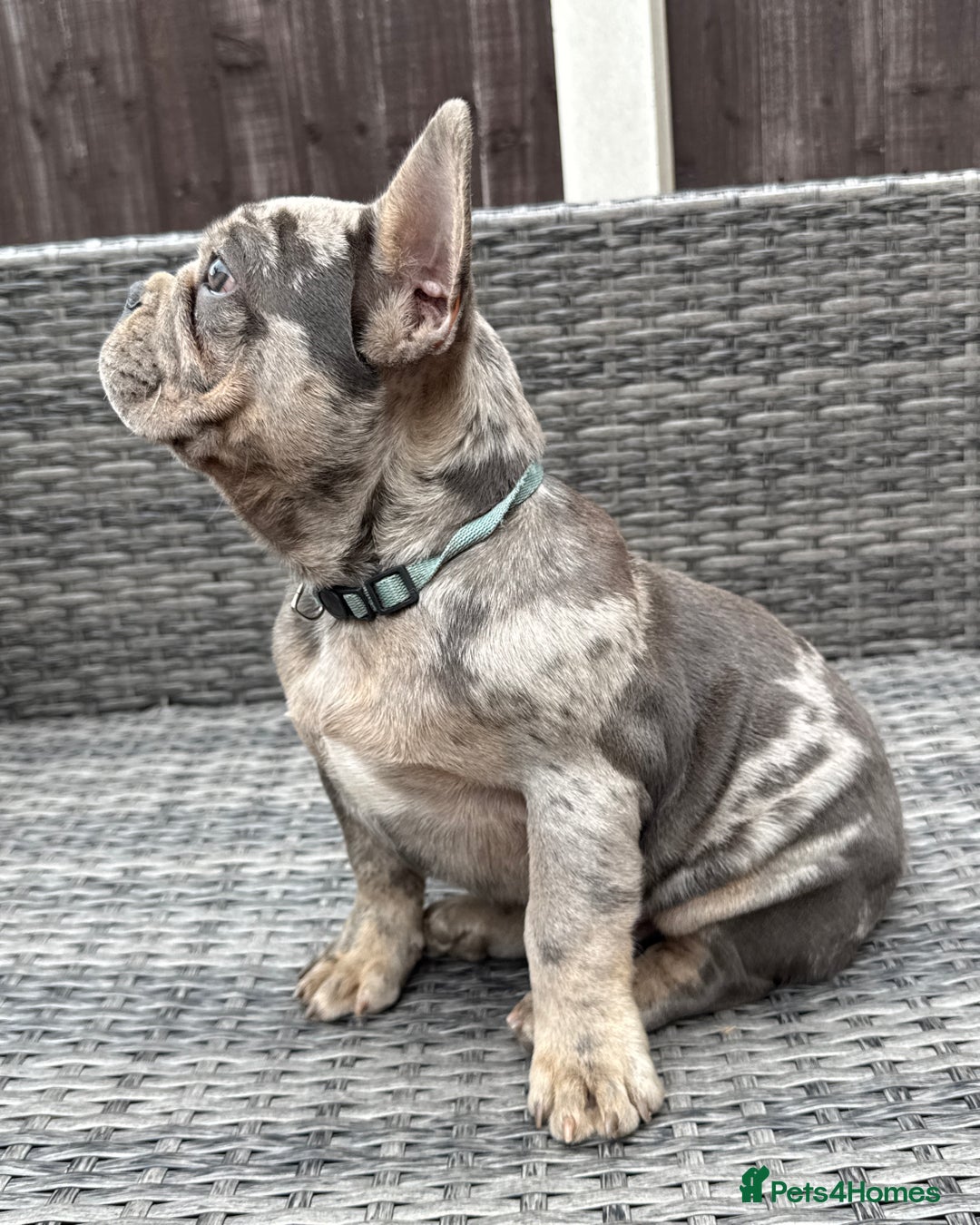 French Bulldog dogs for sale: French Bulldog Puppies with 3 Vaccines Included in Walton-on-Thames - Image 15