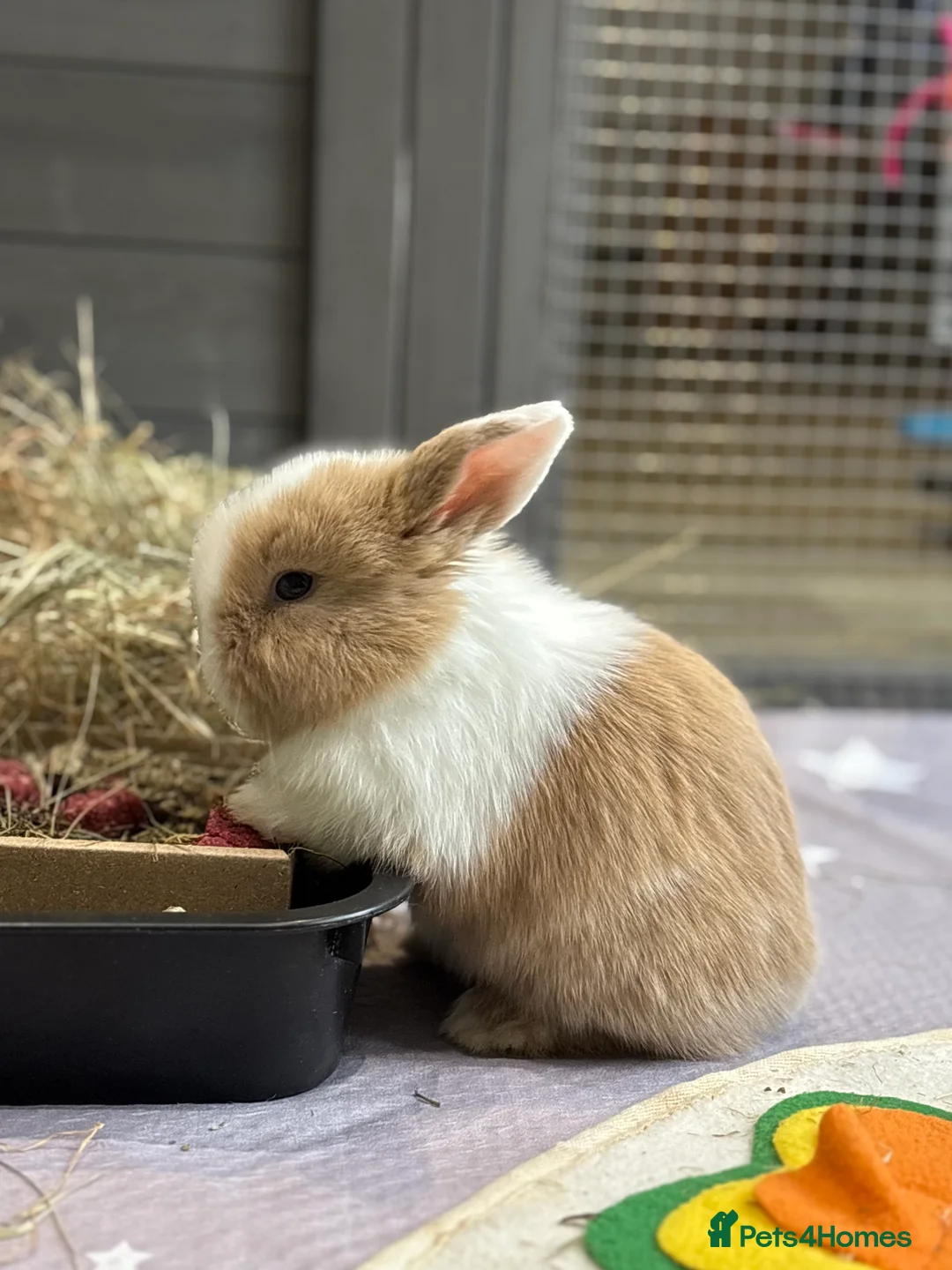 Mini Lop rabbits for sale: 2 Pure Mini Lops - Available 27th Feb - Advert 15
