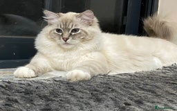 Ragdoll cats for sale: Blue Lynx TICA boy  - Image 6
