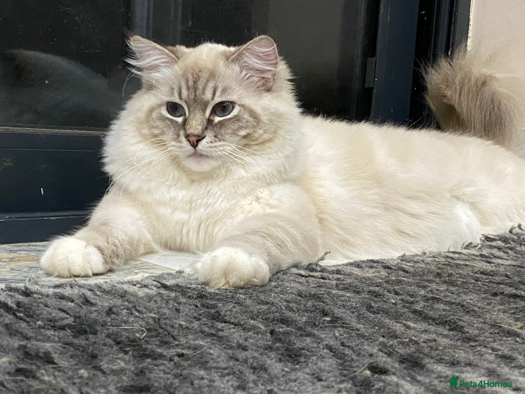 Ragdoll cats for sale: Blue Lynx TICA boy  - Image 6