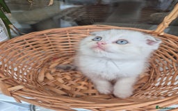 Scottish Fold cats for sale: Scottish Fold /straight  - Image 7