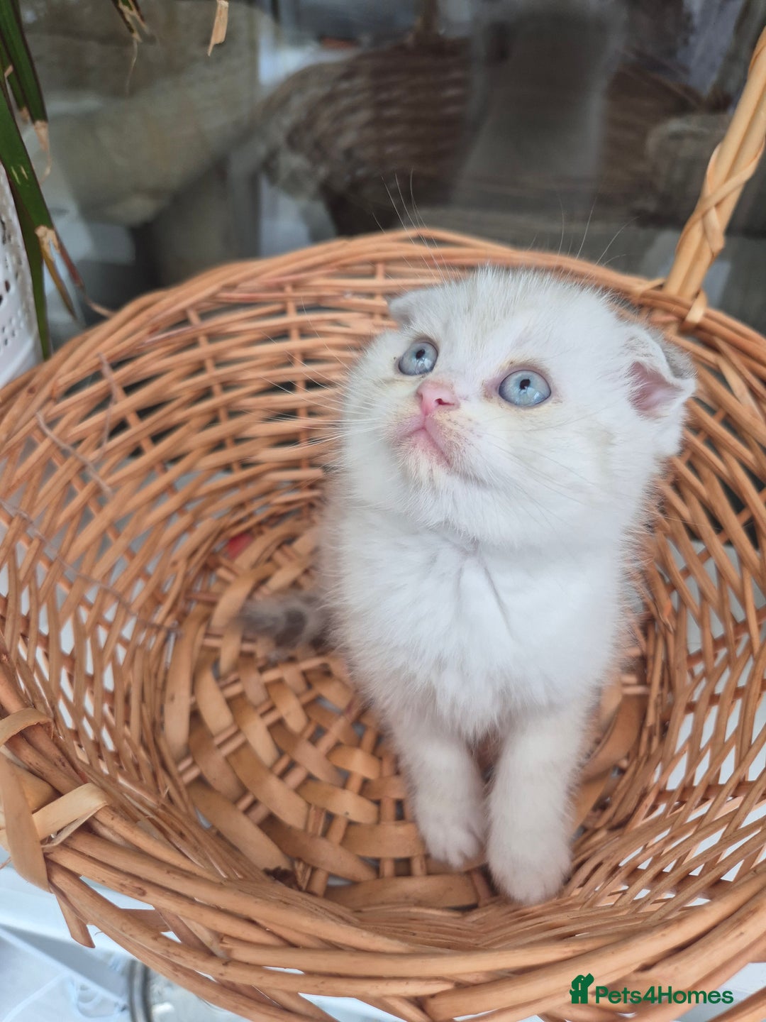 Scottish Fold cats for sale: Scottish Fold /straight  - Image 7