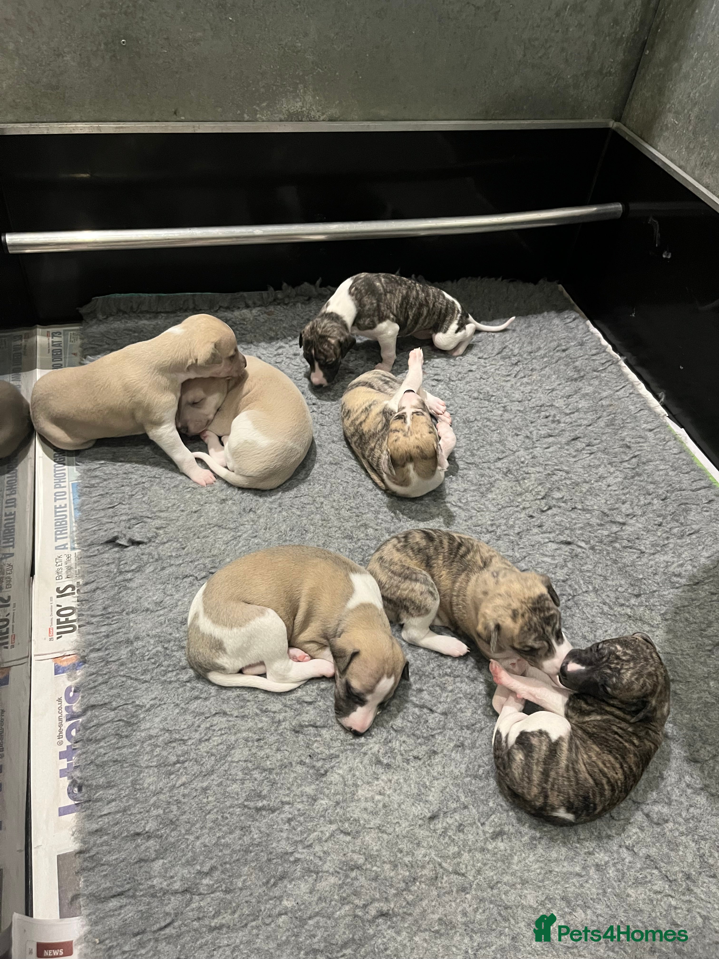 Whippet dogs Beautiful whippet pups available  - Advert 1