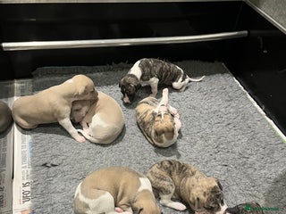 Whippet dogs Beautiful whippet pups available - Advert 1