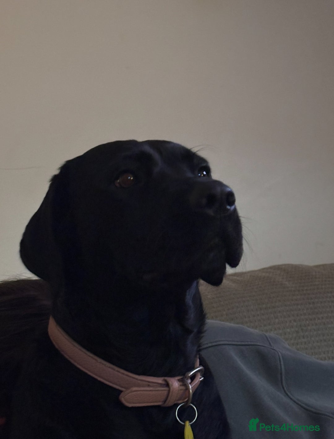 Mixed Breed dogs for sale: FREE 2 year old female mastador  - Advert 3