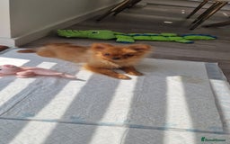 Pomeranian dogs for sale: Beautiful 5-Month-Old Pomeranian Girl for Sale  - Image 7