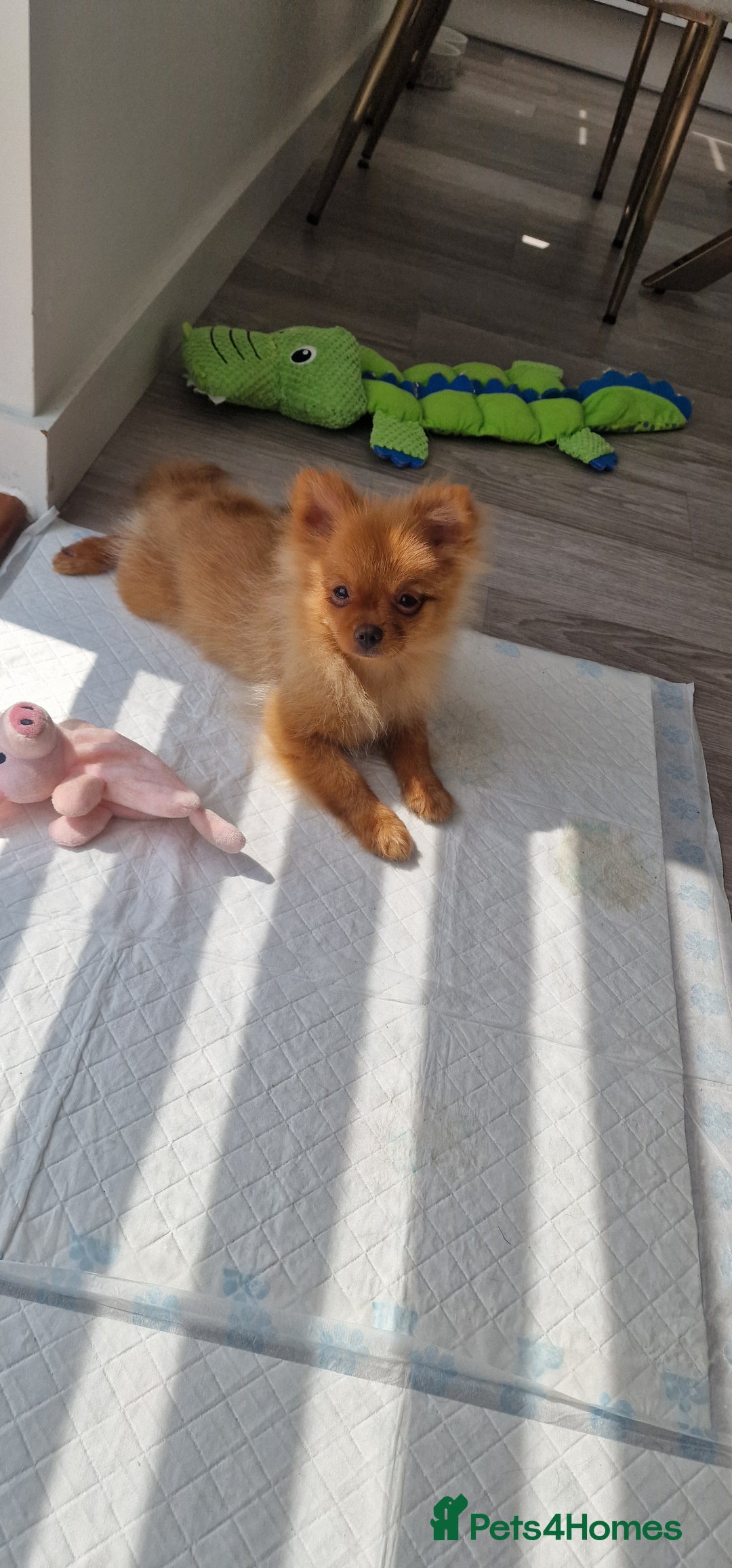 Pomeranian dogs for sale: Beautiful 5-Month-Old Pomeranian Girl for Sale  - Image 7