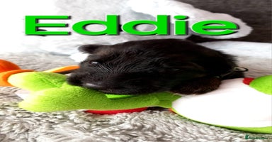 German Shepherd dogs - Advert 2