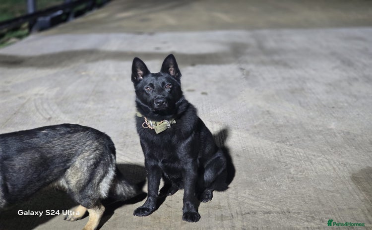 German Shepherd dogs Black German Shepherd Puppy – Male,  - Advert 15
