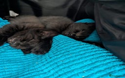 Mixed Breed cats for sale: 2 kittens 9 weeks old....Pumpkin and Boo - Image 7