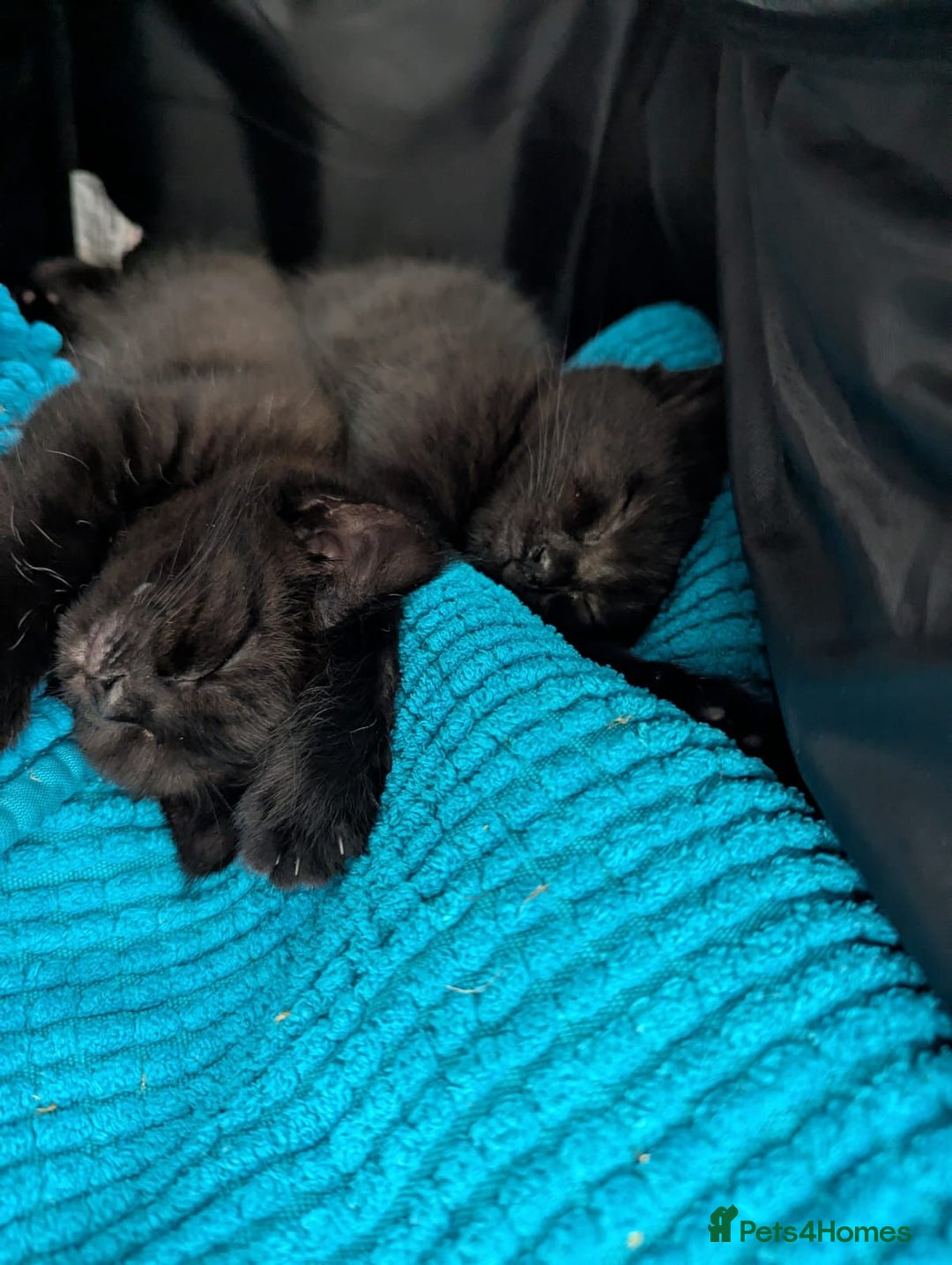 Mixed Breed cats for sale: 2 kittens 9 weeks old....Pumpkin and Boo - Image 7
