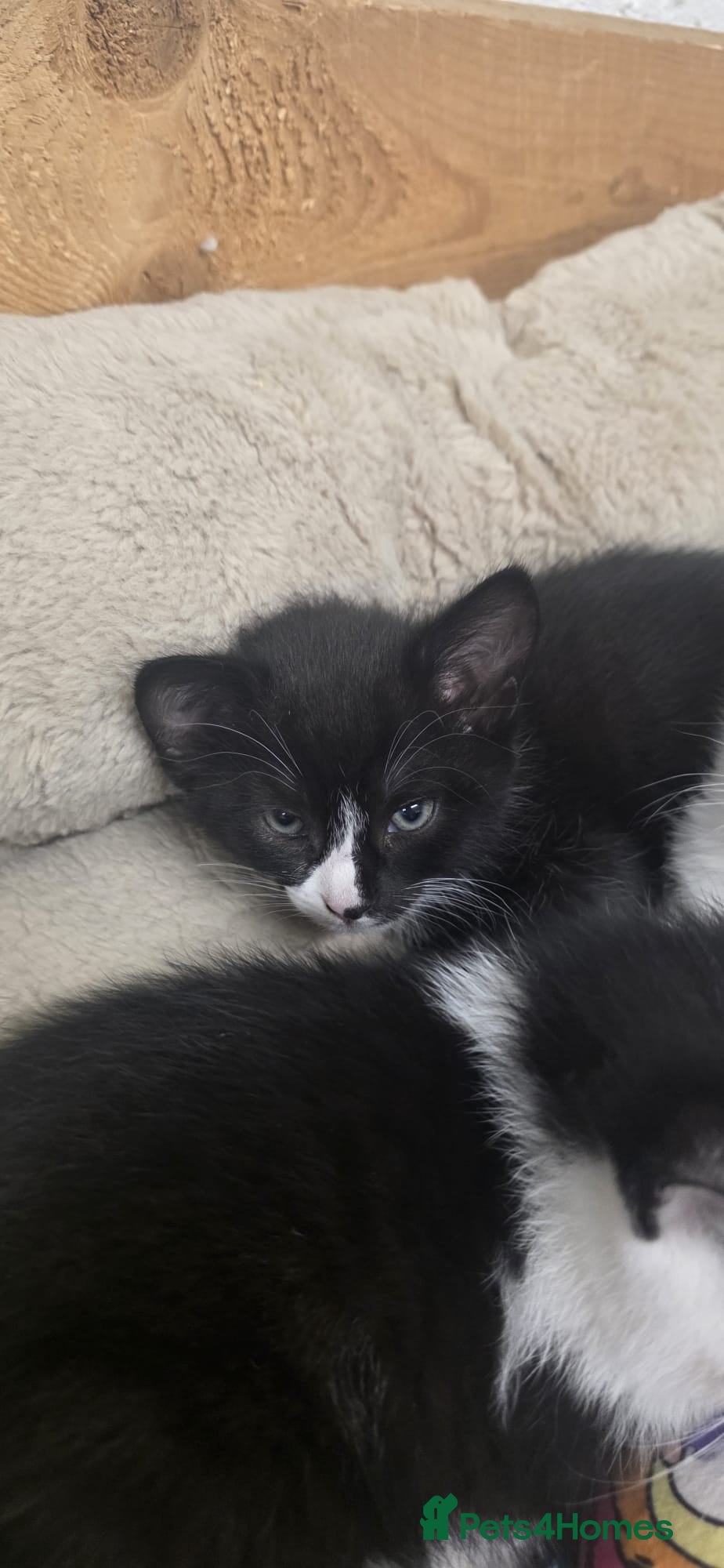 Domestic Shorthair cats for sale: 5 stunning black, ginger and white kittens - Advert 8
