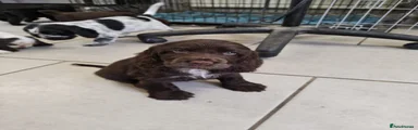 Cocker Spaniel 3